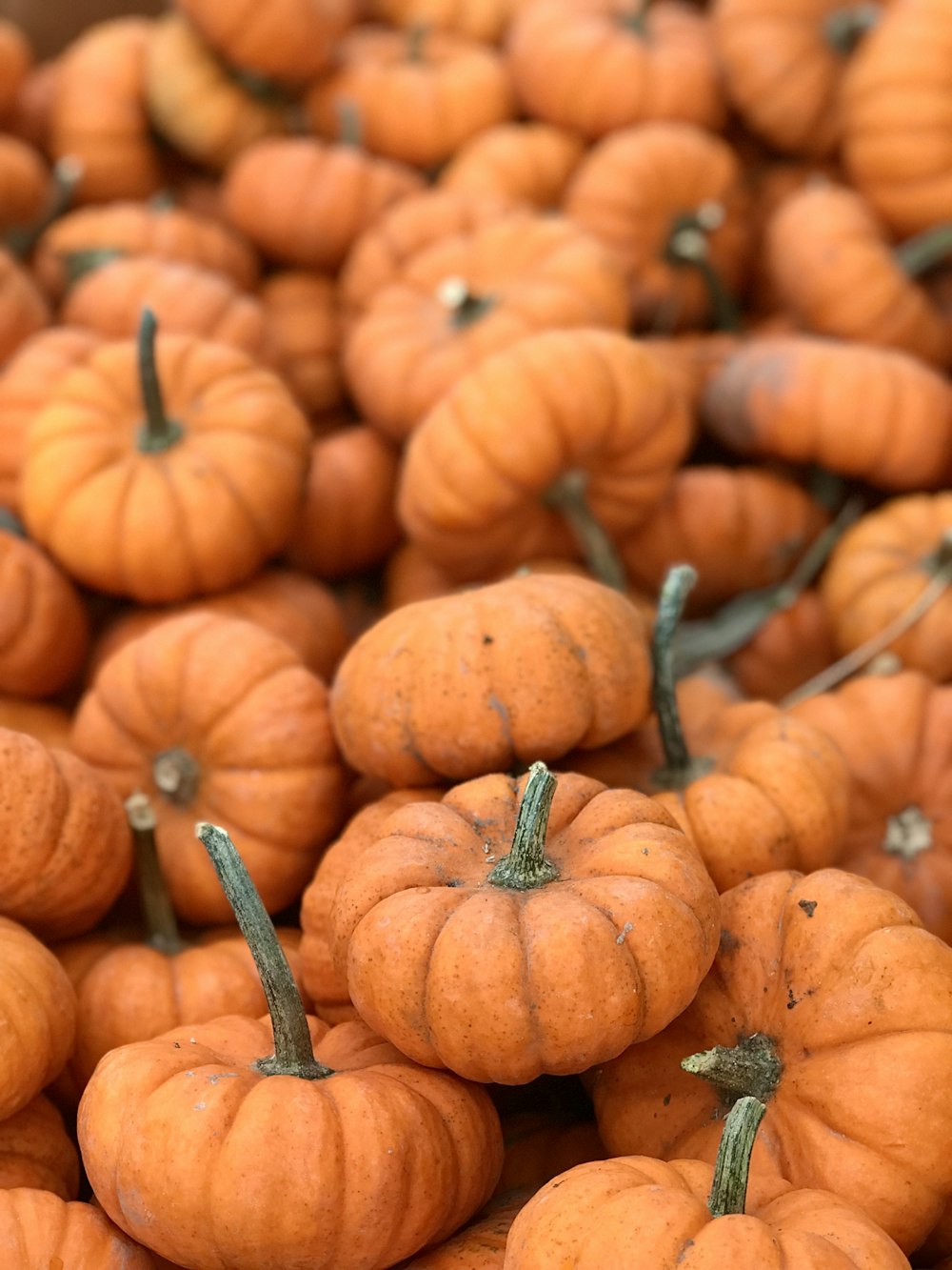 a pile of pumpkins