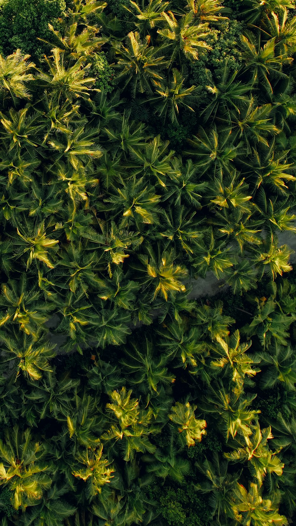 a group of yellow flowers