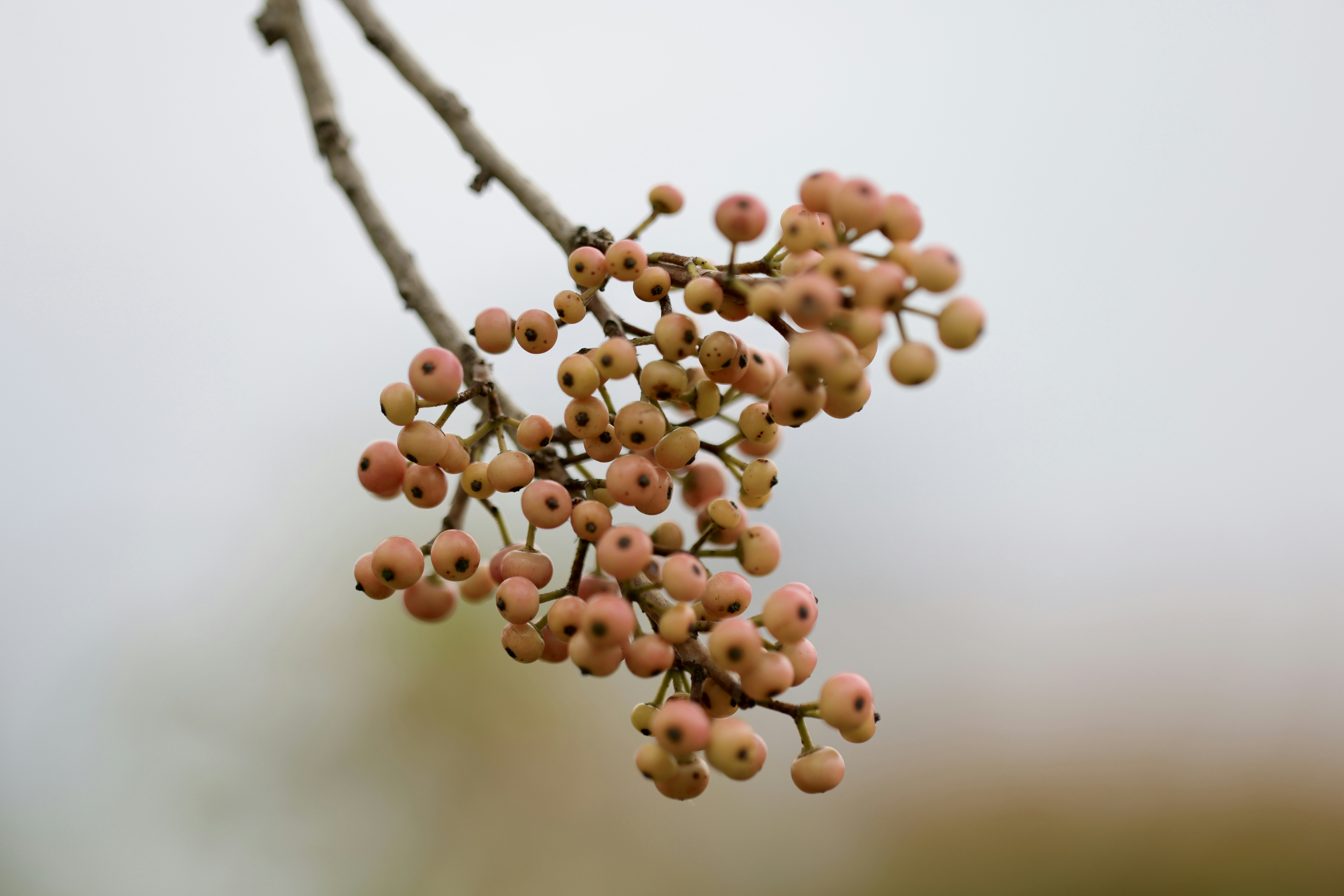 Photo by dickenslin76