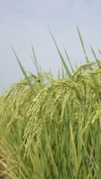 A field of lush green rice plants swaying in the breeze.