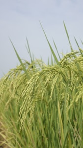 A lush field of green rice plants is seen with tall, slender stalks topped with ripening grain. The plants are dense and uniformly spaced, swaying slightly in a soft breeze against a pale sky backdrop.