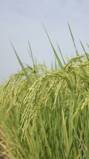 A lush field of green rice plants is seen with tall, slender stalks topped with ripening grain. The plants are dense and uniformly spaced, swaying slightly in a soft breeze against a pale sky backdrop.