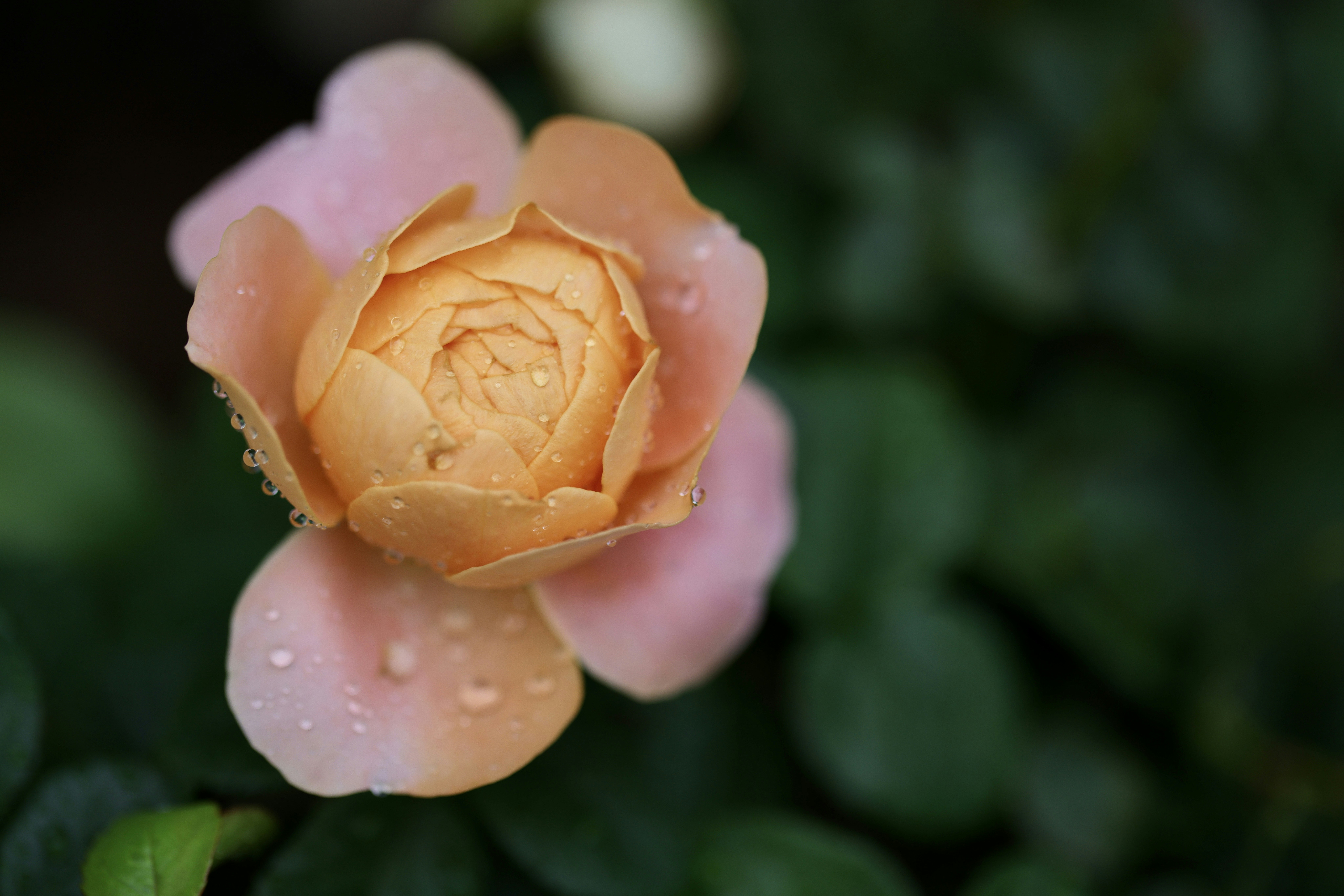 Photo by dickenslin76