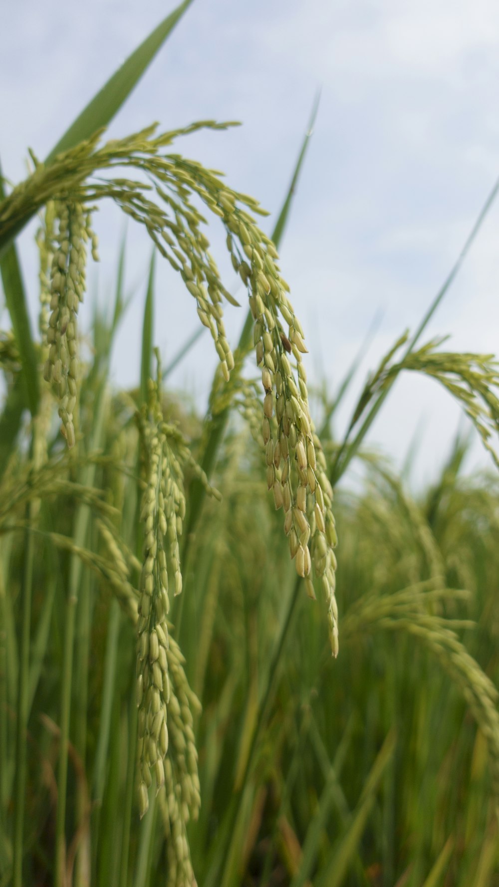 close-up of a wheat field