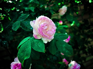a pink flower on a bush
