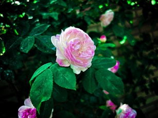 a pink flower on a bush