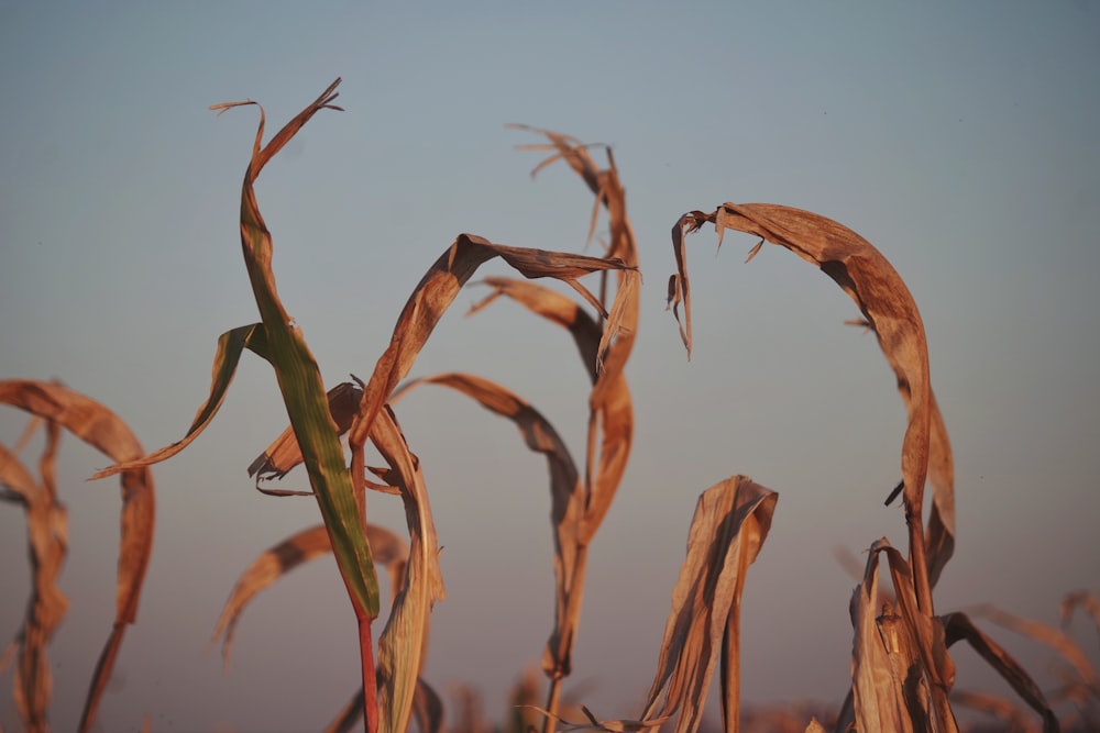 a close up of wheat