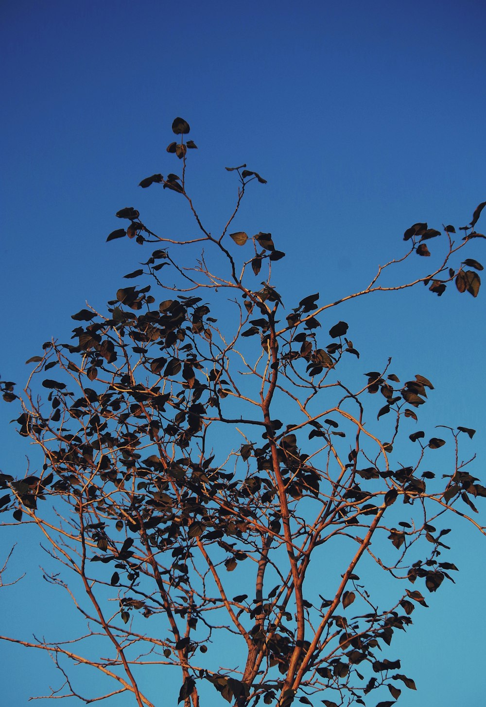 a tree with many branches and leaves