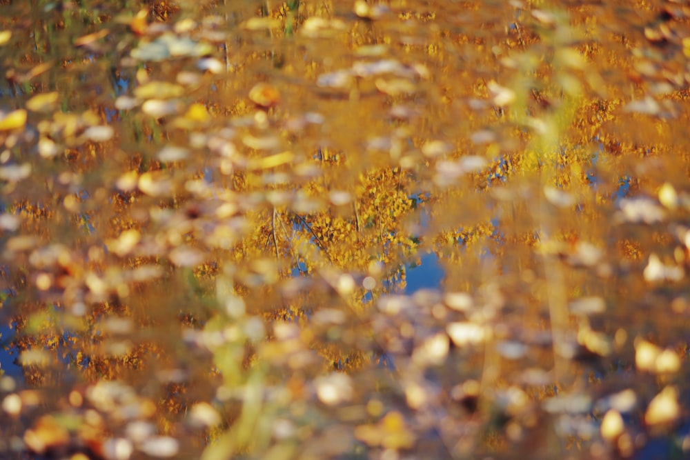 a close up of some grass