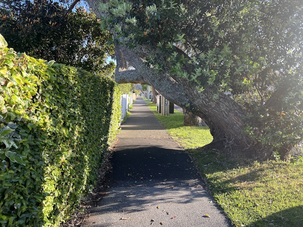 um caminho com árvores ao lado