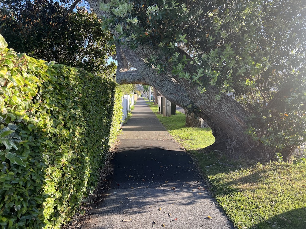 Un camino con árboles al lado