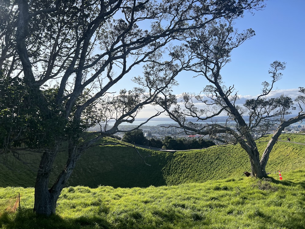 a grassy hill with trees on it