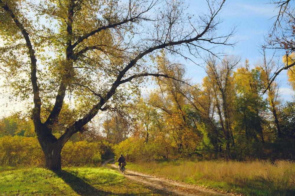 Una persona che cammina su un sentiero sterrato in una foresta