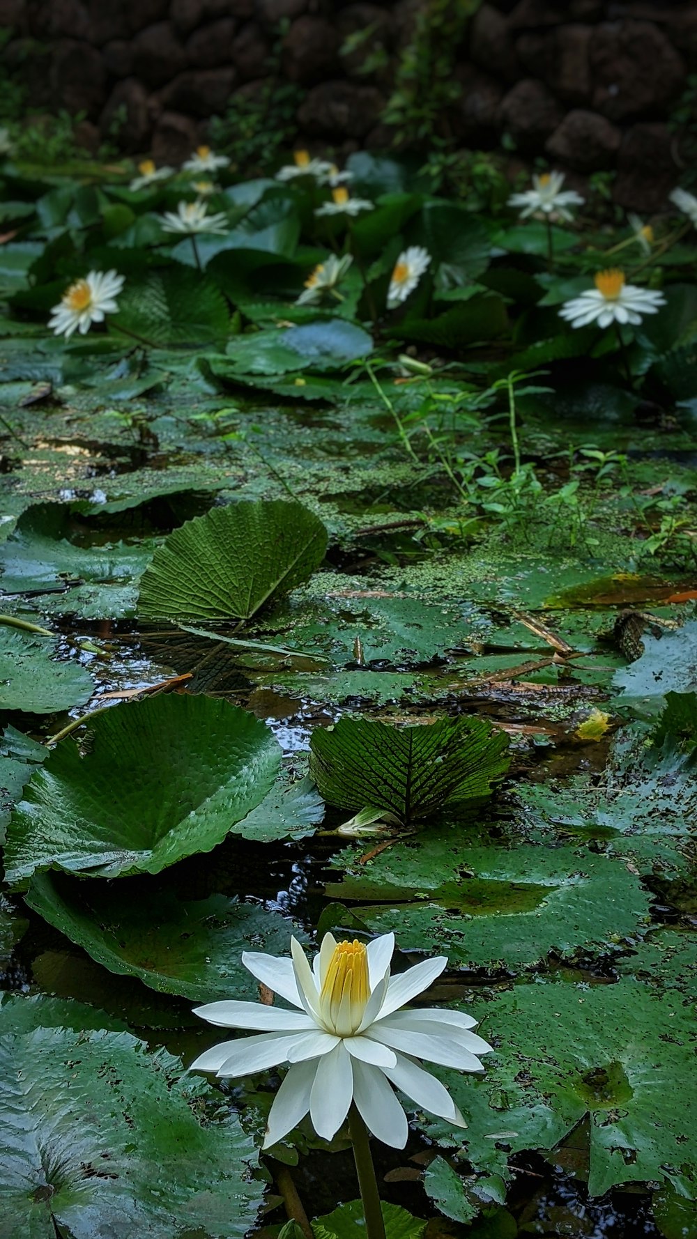 a group of white flowers in a pond