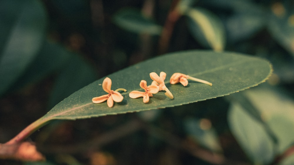 a close-up of a plant