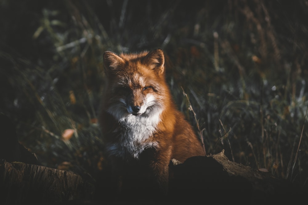 a fox in the woods