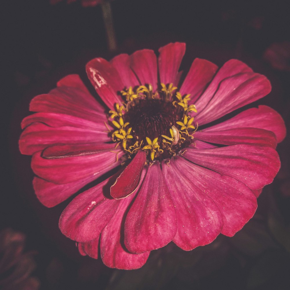 a close up of a flower