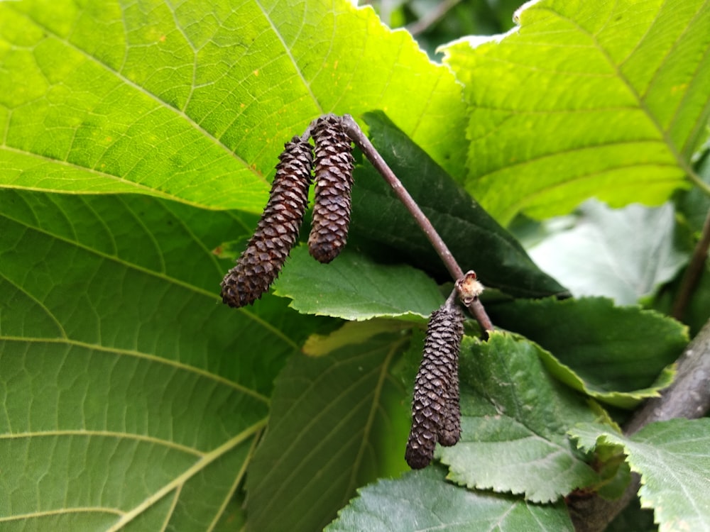 a close up of a bug on a leaf