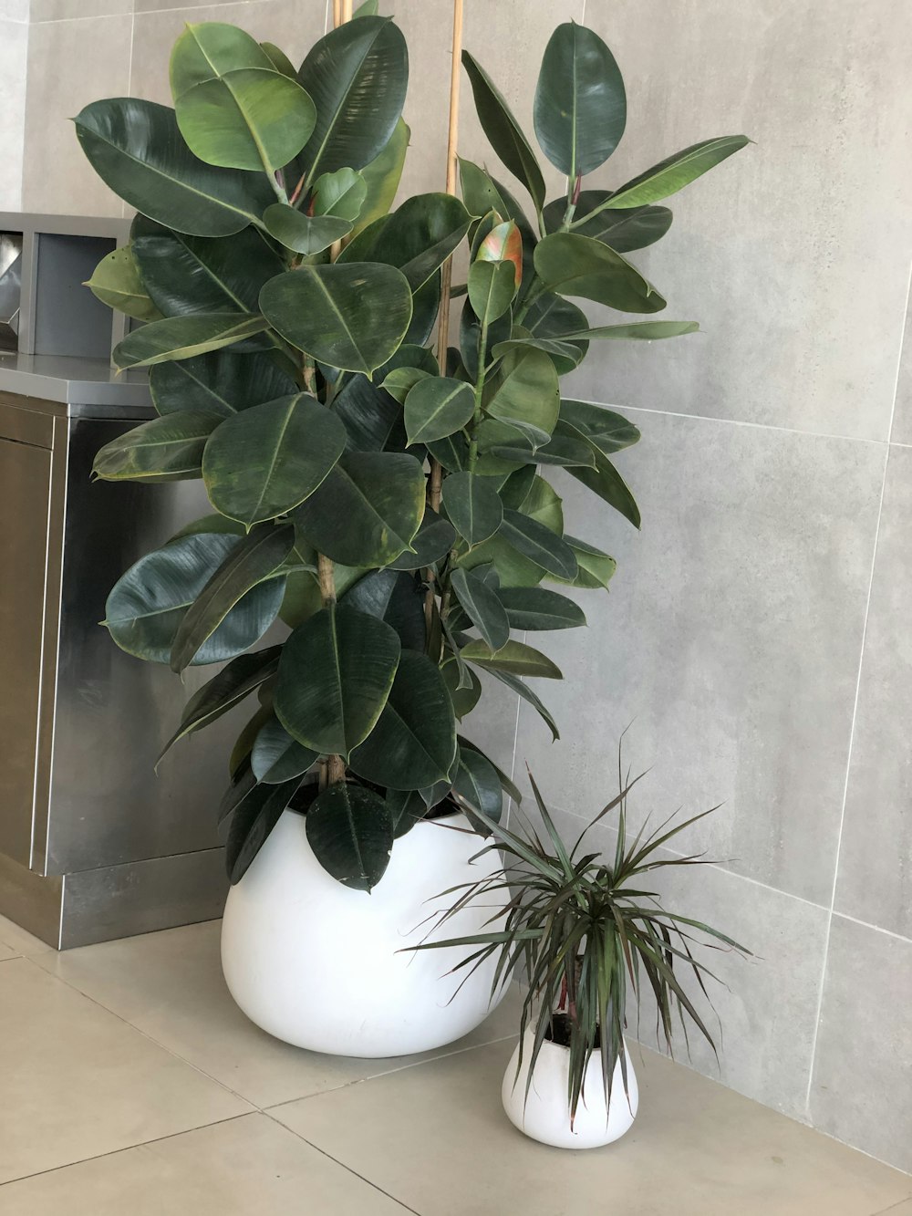 a plant in a white pot