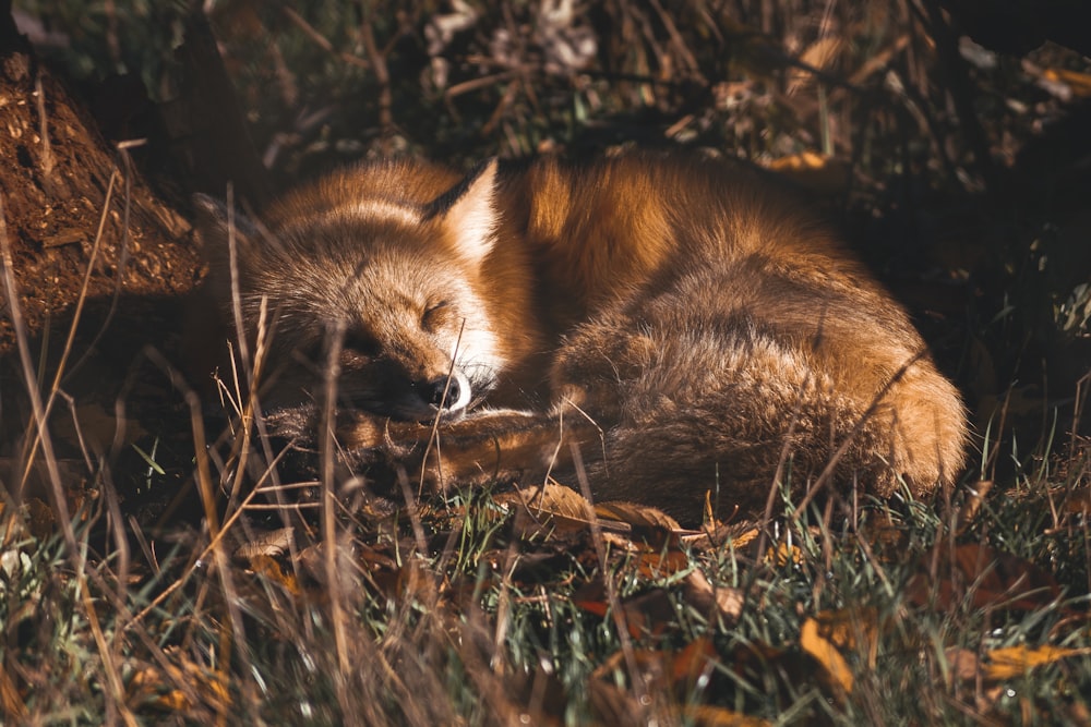 un renard allongé dans l’herbe