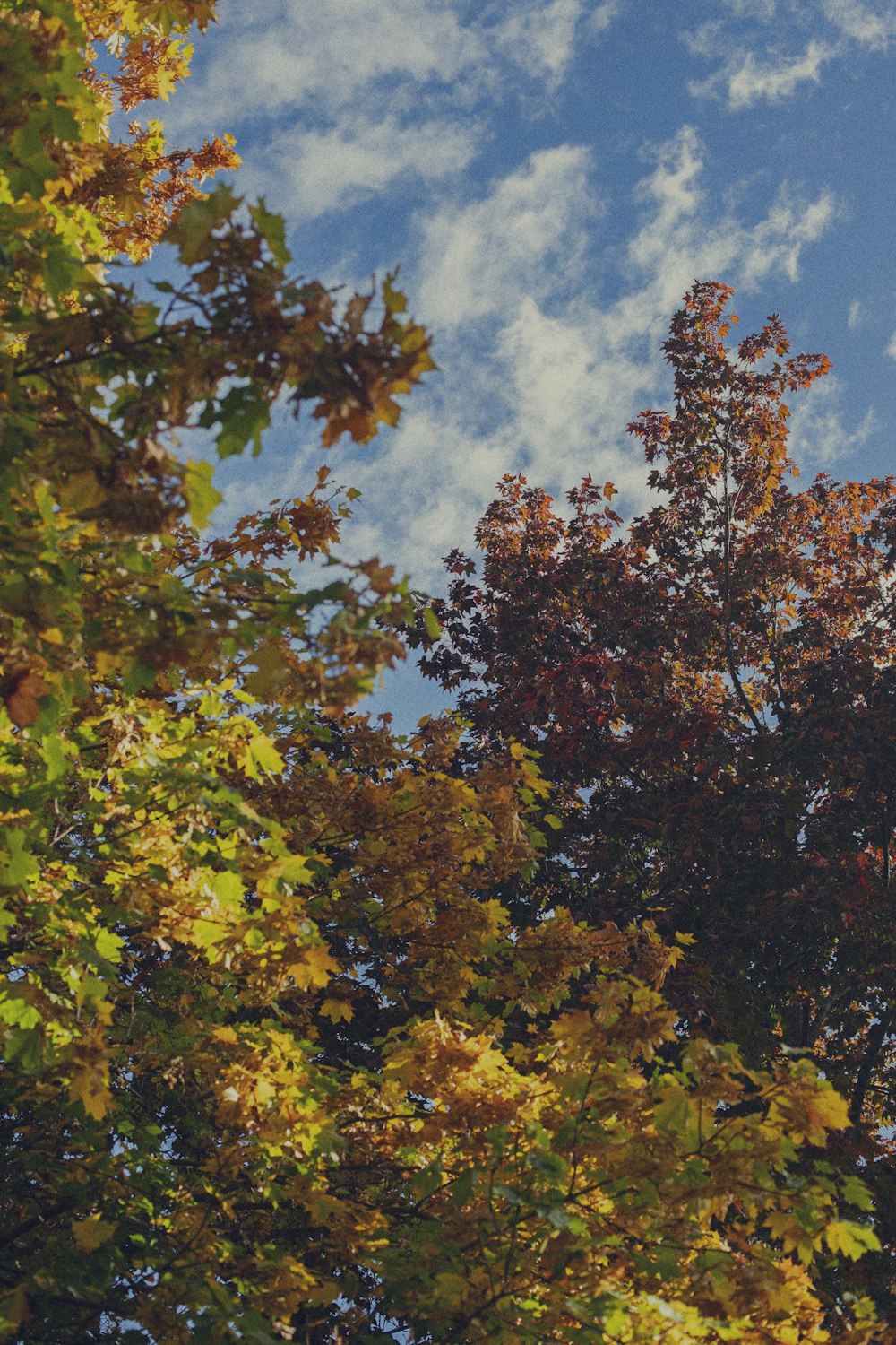 a group of trees with blue sky and clouds