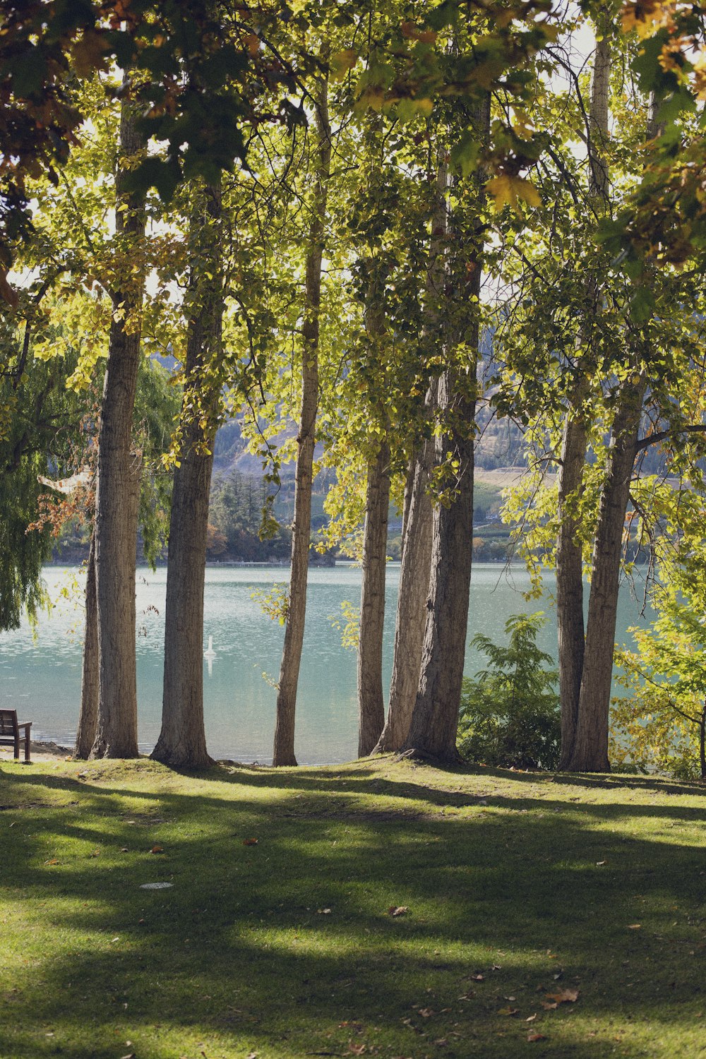 a group of trees next to a body of water