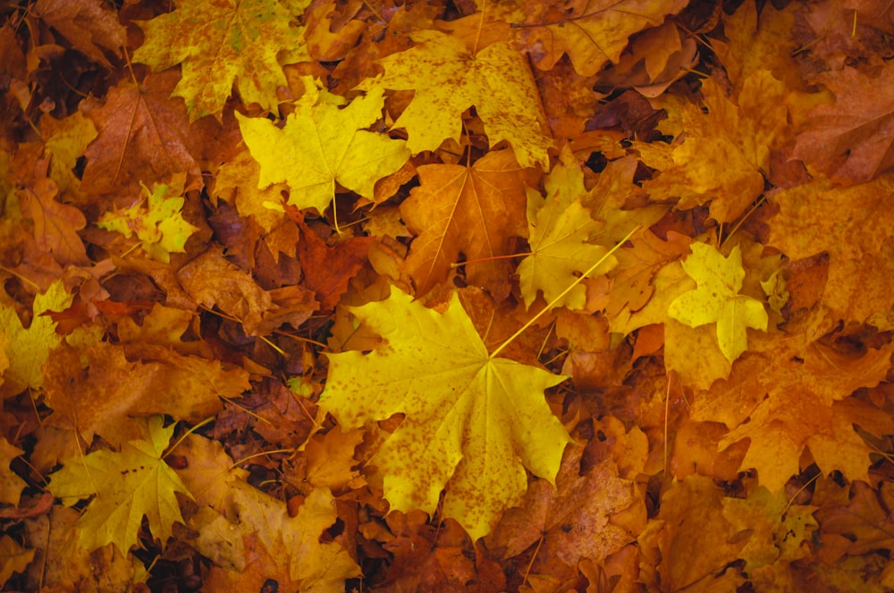 a pile of yellow and green leaves