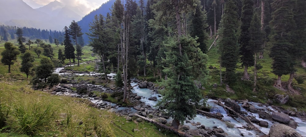 a river running through a forest