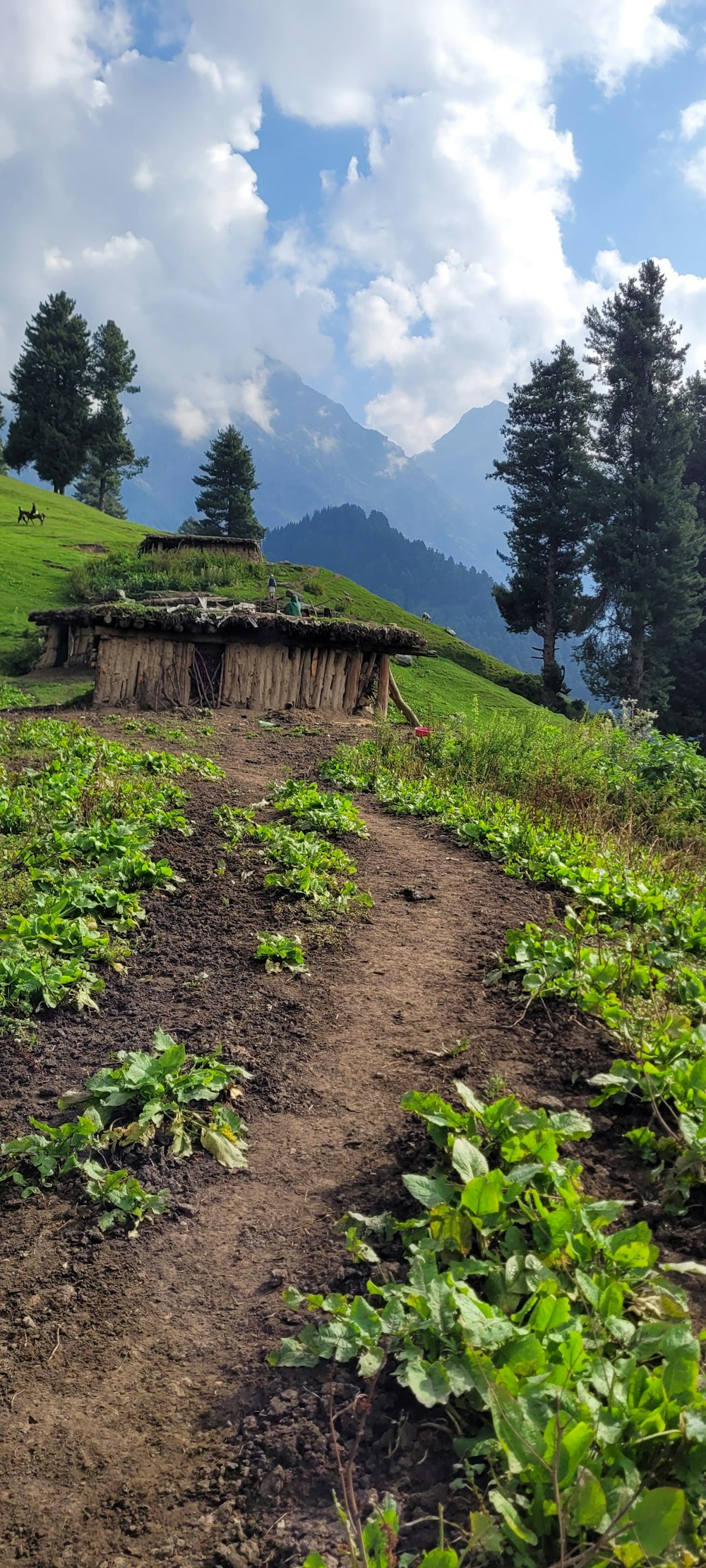 a dirt path leading to a building