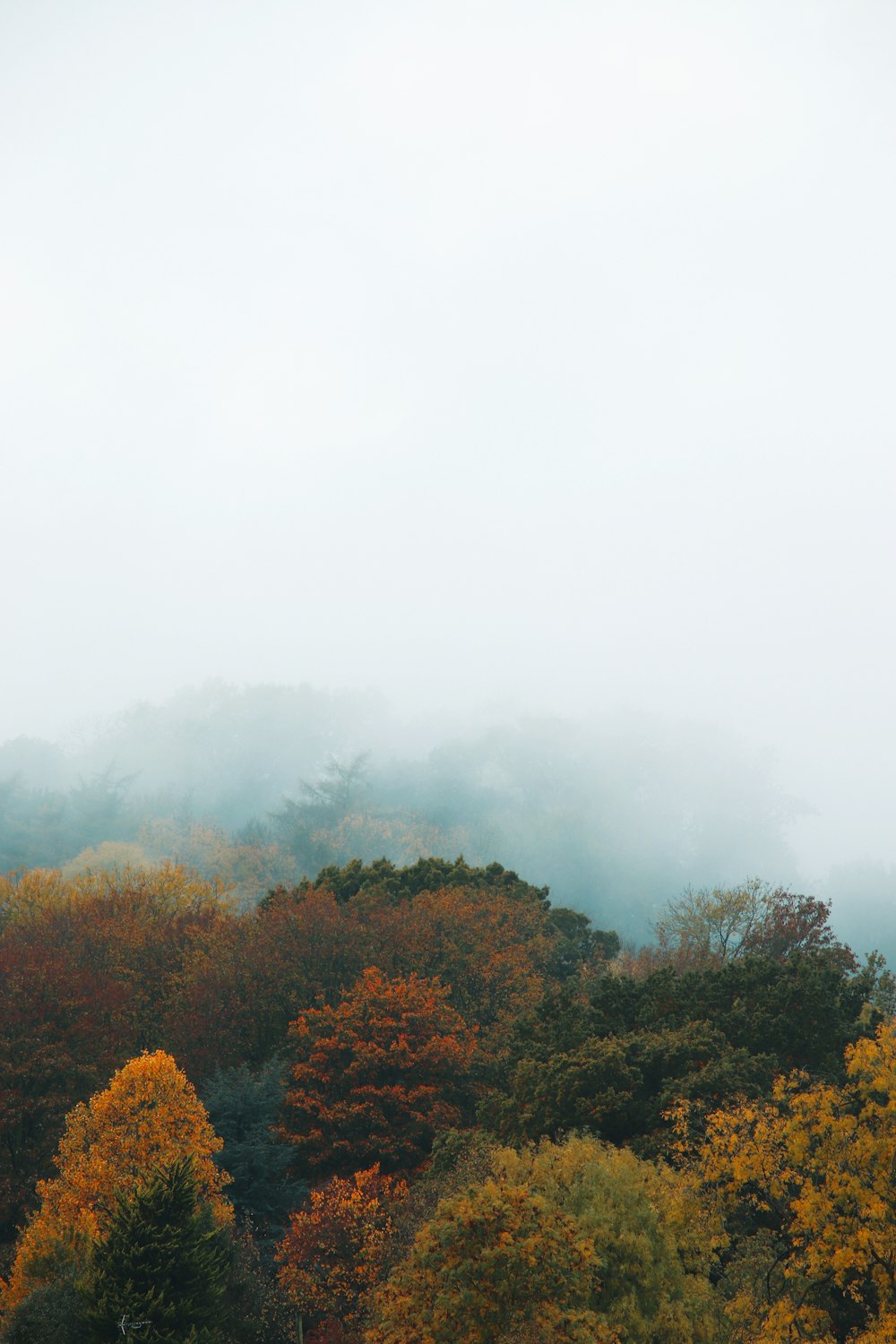 a forest of trees