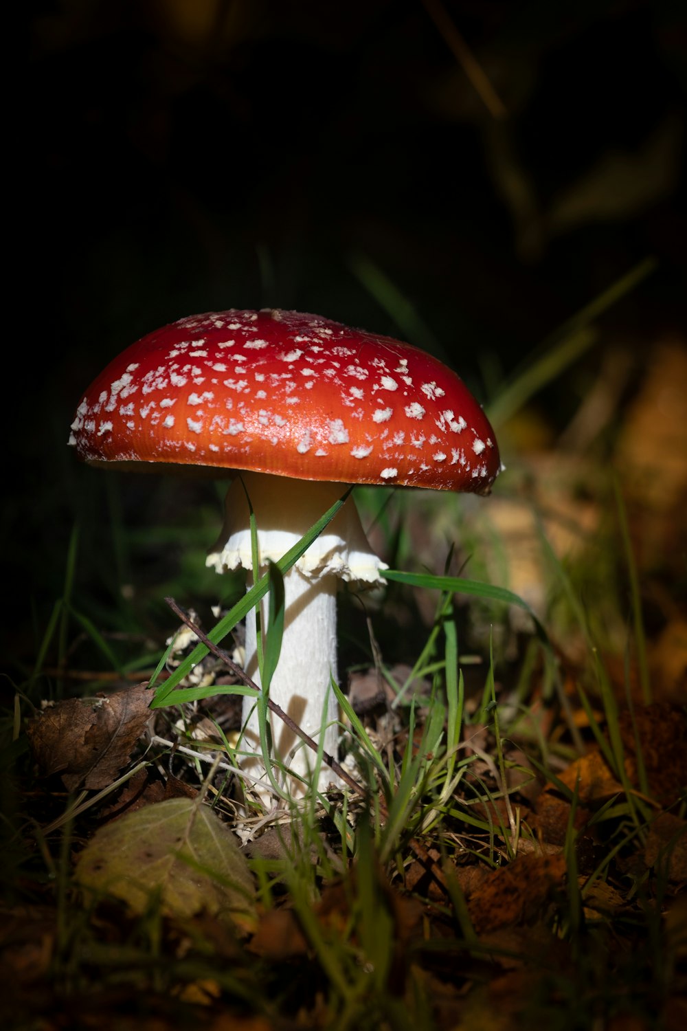 a red mushroom growing in the grass