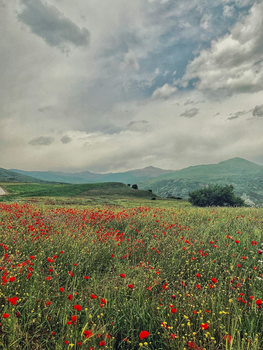 um campo de flores