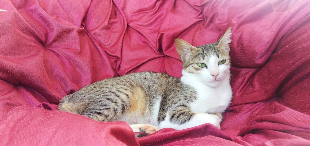 a cat lying on a pink blanket