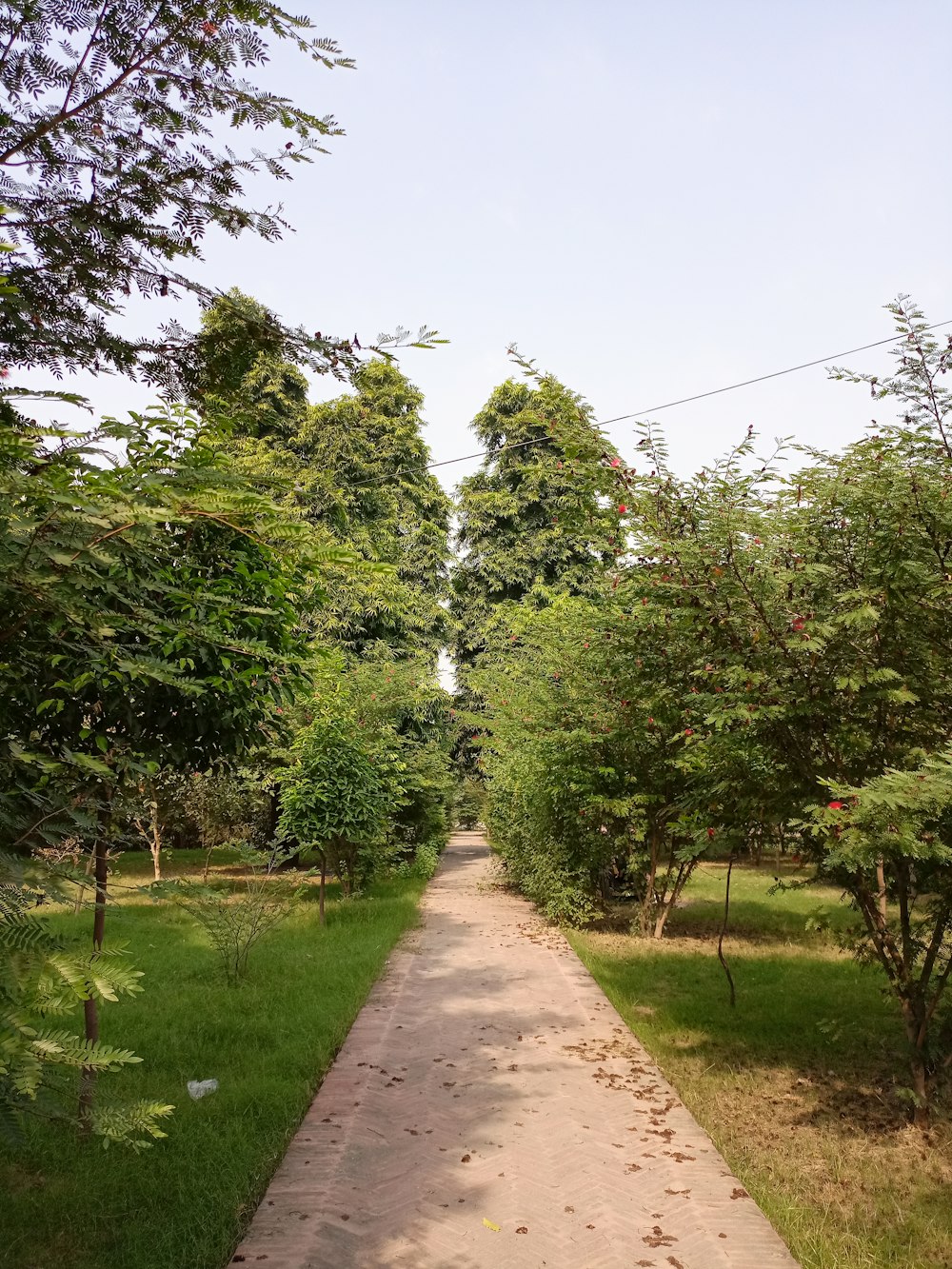 a dirt road surrounded by trees