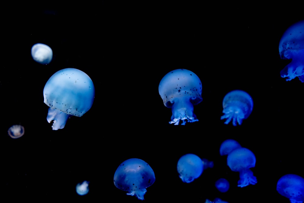 a group of jellyfish