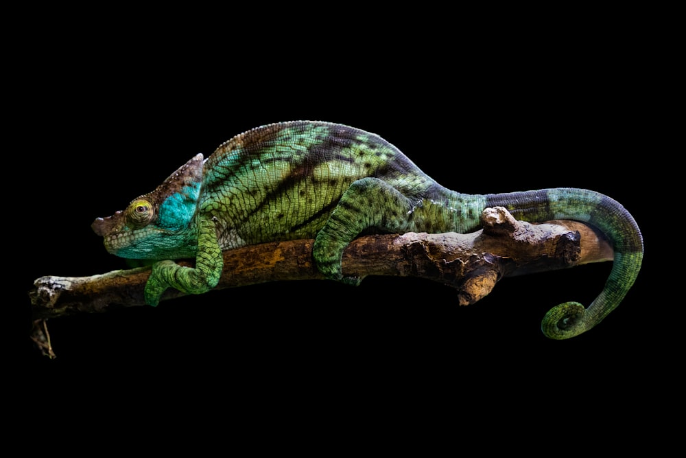 a green and blue lizard