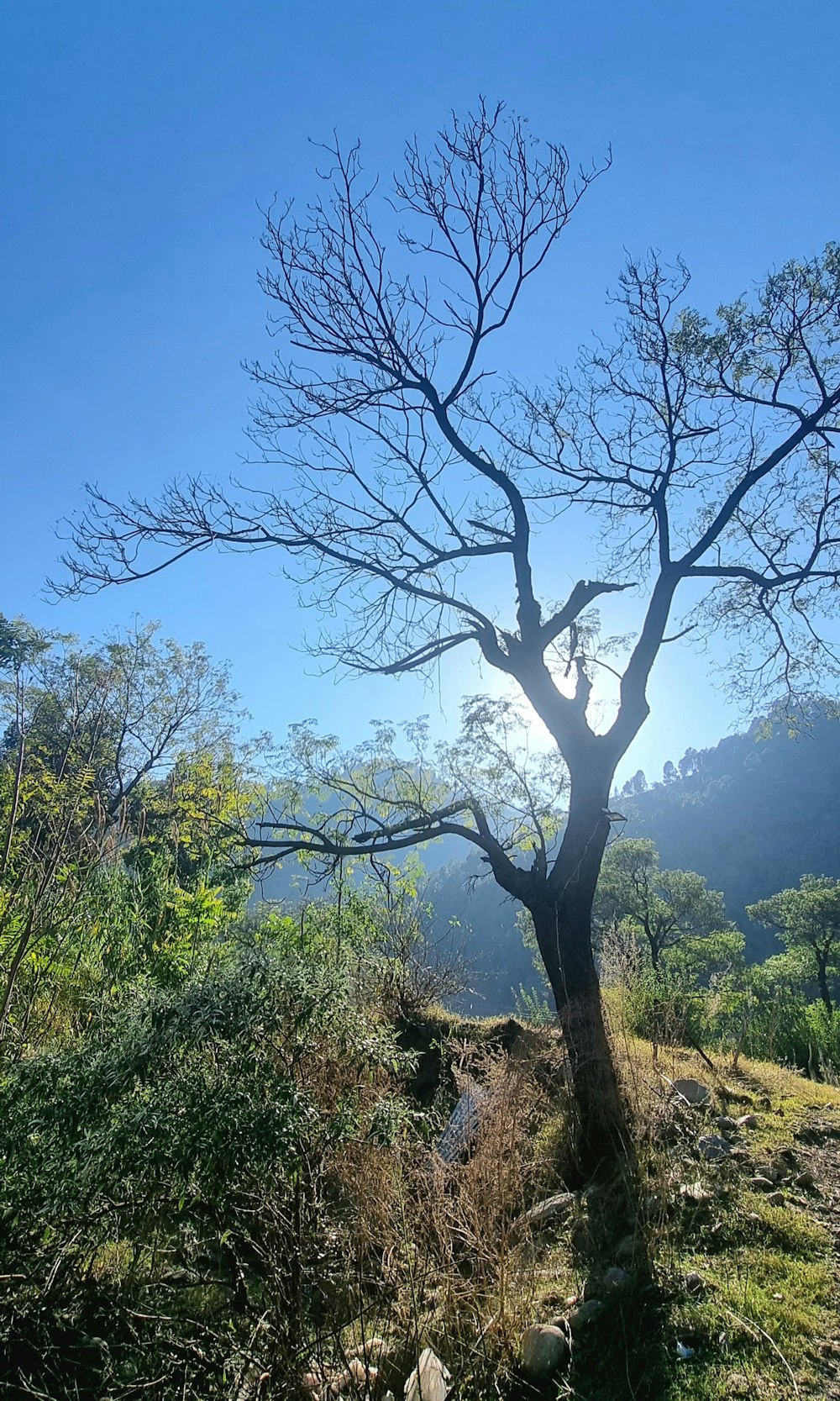 a tree in a forest