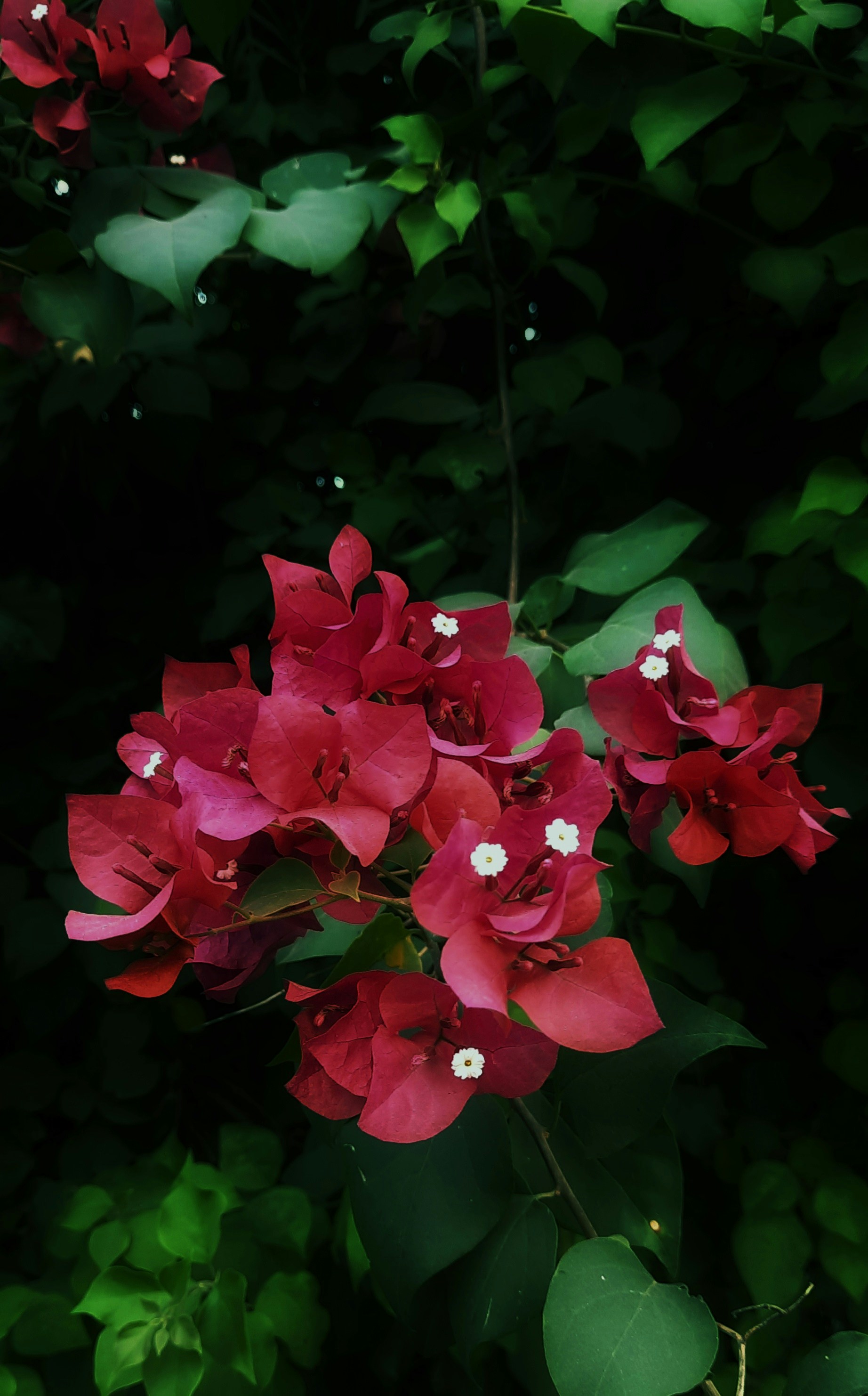 Photo by raguelkhan