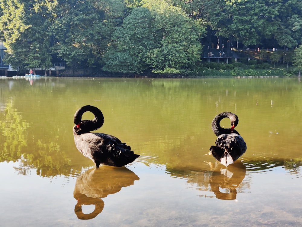 two ducks in a lake