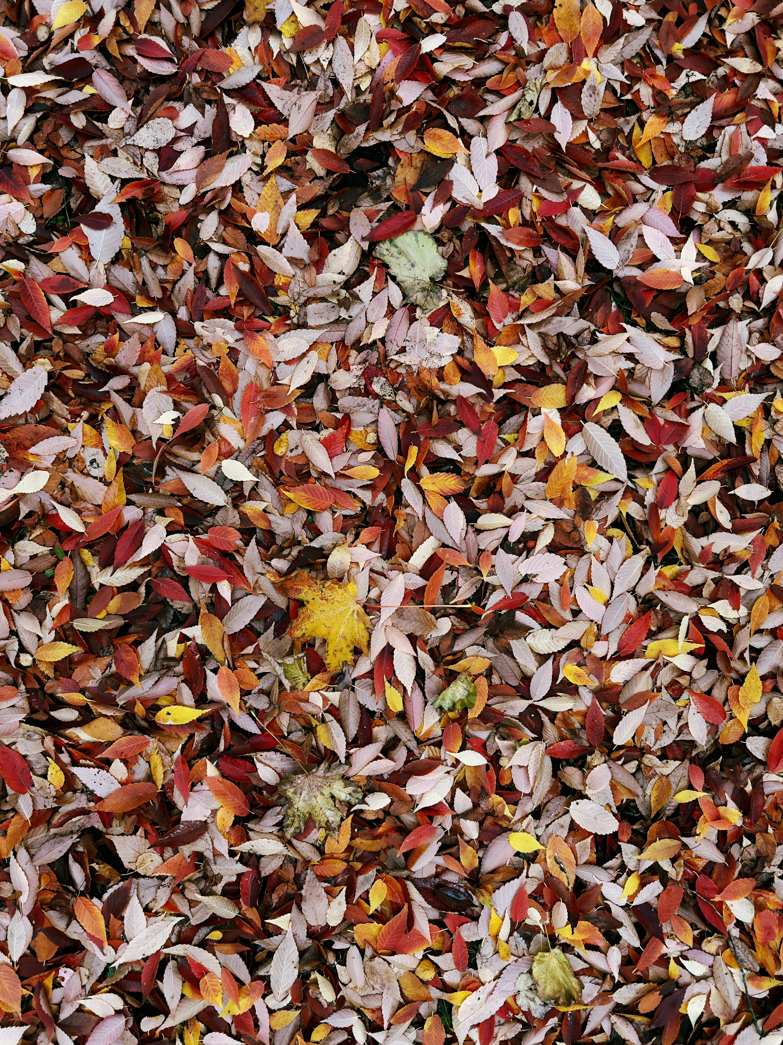autumn leaf wallpaper, wallpaper, Leaf Crafts for Adults: Creative Ideas & Projects 5