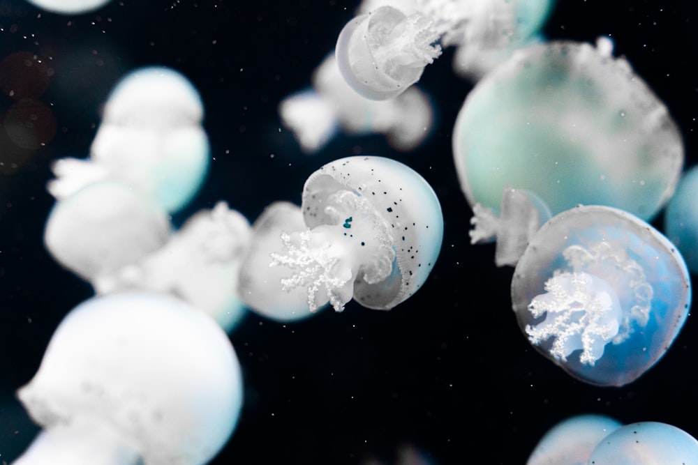 a group of white and blue jellyfish