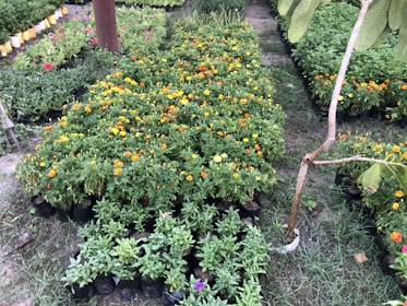 A well-organized garden area with rows of potted plants. There are numerous green plants, particularly marigolds, with vibrant orange and yellow blossoms. In the foreground, there are smaller plants with additional colorful flowers, including pink and purple hues. The area is outdoors with grass between the rows and a tree trunk with a few leaves visible on the right.
