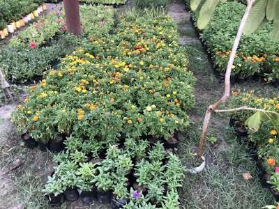 A well-organized garden area with rows of potted plants. There are numerous green plants, particularly marigolds, with vibrant orange and yellow blossoms. In the foreground, there are smaller plants with additional colorful flowers, including pink and purple hues. The area is outdoors with grass between the rows and a tree trunk with a few leaves visible on the right.