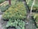 A well-organized garden area with rows of potted plants. There are numerous green plants, particularly marigolds, with vibrant orange and yellow blossoms. In the foreground, there are smaller plants with additional colorful flowers, including pink and purple hues. The area is outdoors with grass between the rows and a tree trunk with a few leaves visible on the right.