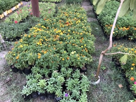 A well-organized garden area with rows of potted plants. There are numerous green plants, particularly marigolds, with vibrant orange and yellow blossoms. In the foreground, there are smaller plants with additional colorful flowers, including pink and purple hues. The area is outdoors with grass between the rows and a tree trunk with a few leaves visible on the right.