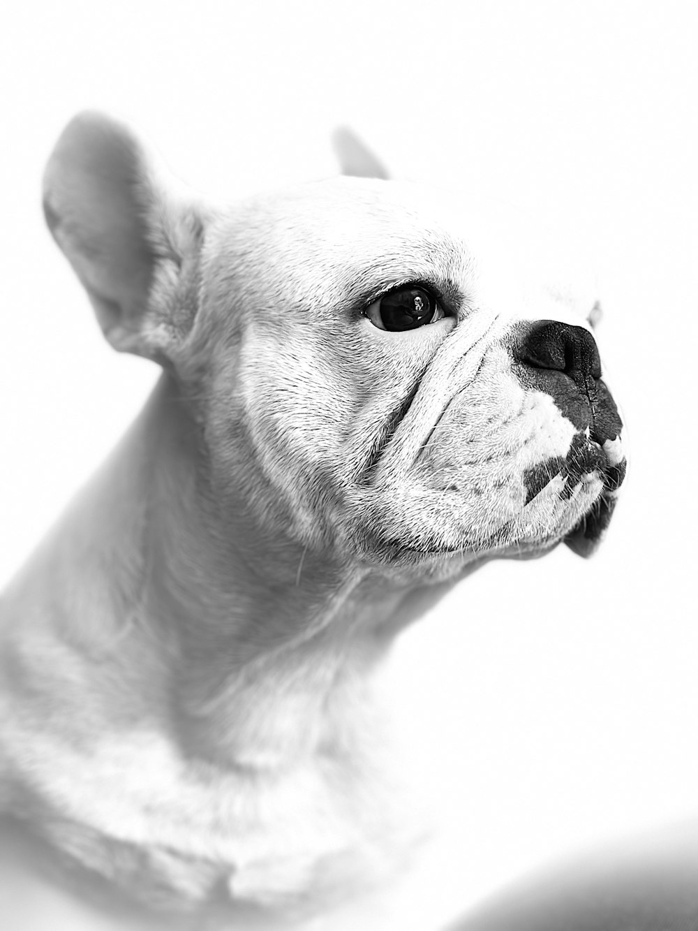 a white dog with its mouth open