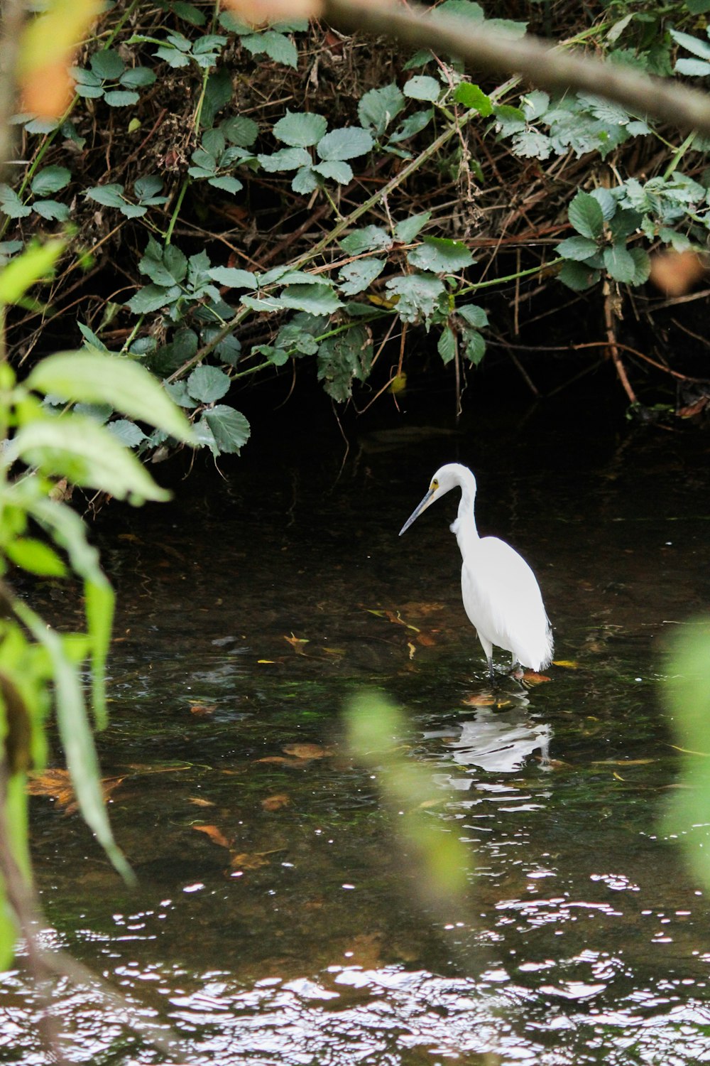 a white bird in a pond