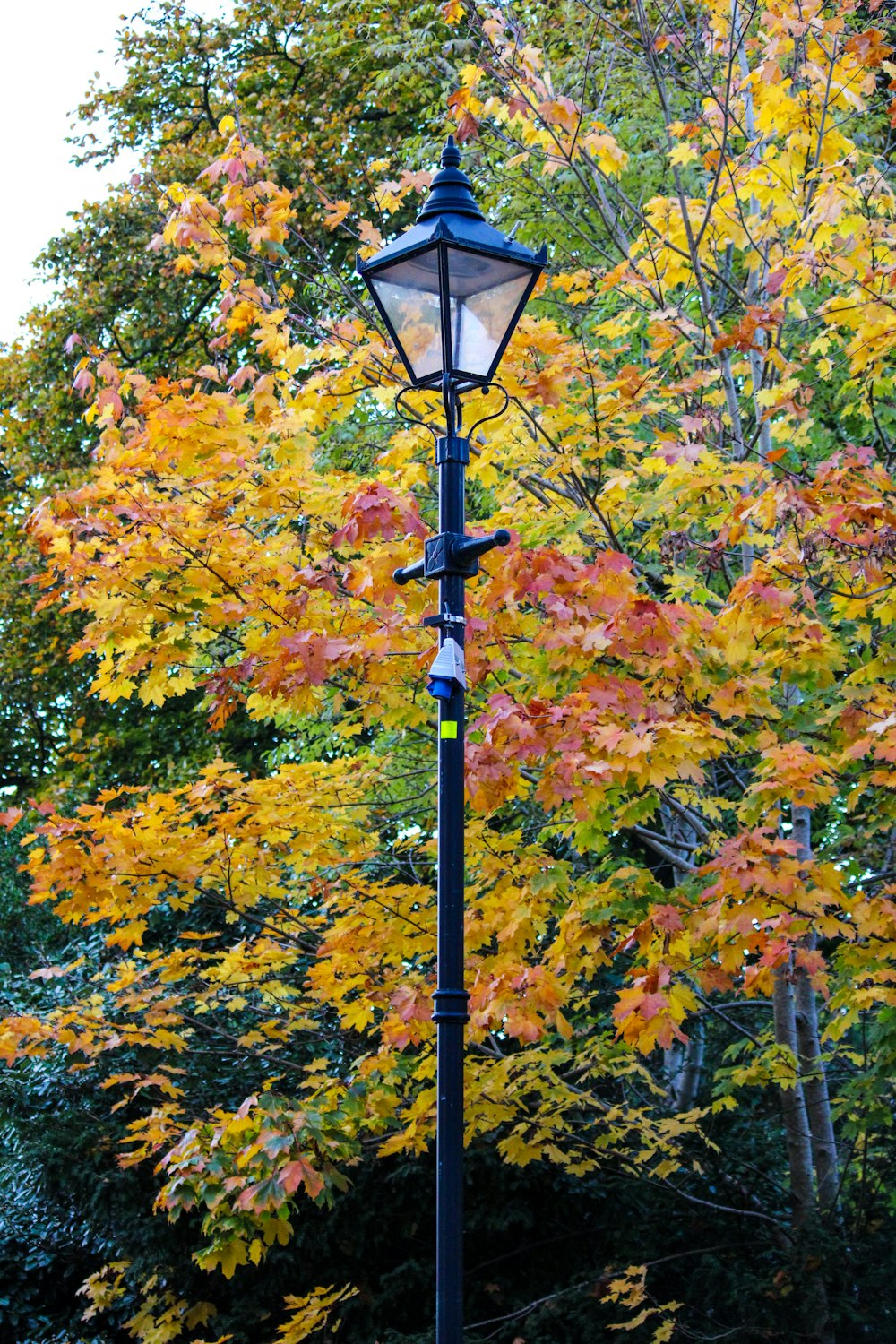 a lamp post with trees around it