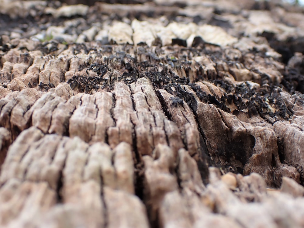 a close-up of some rocks