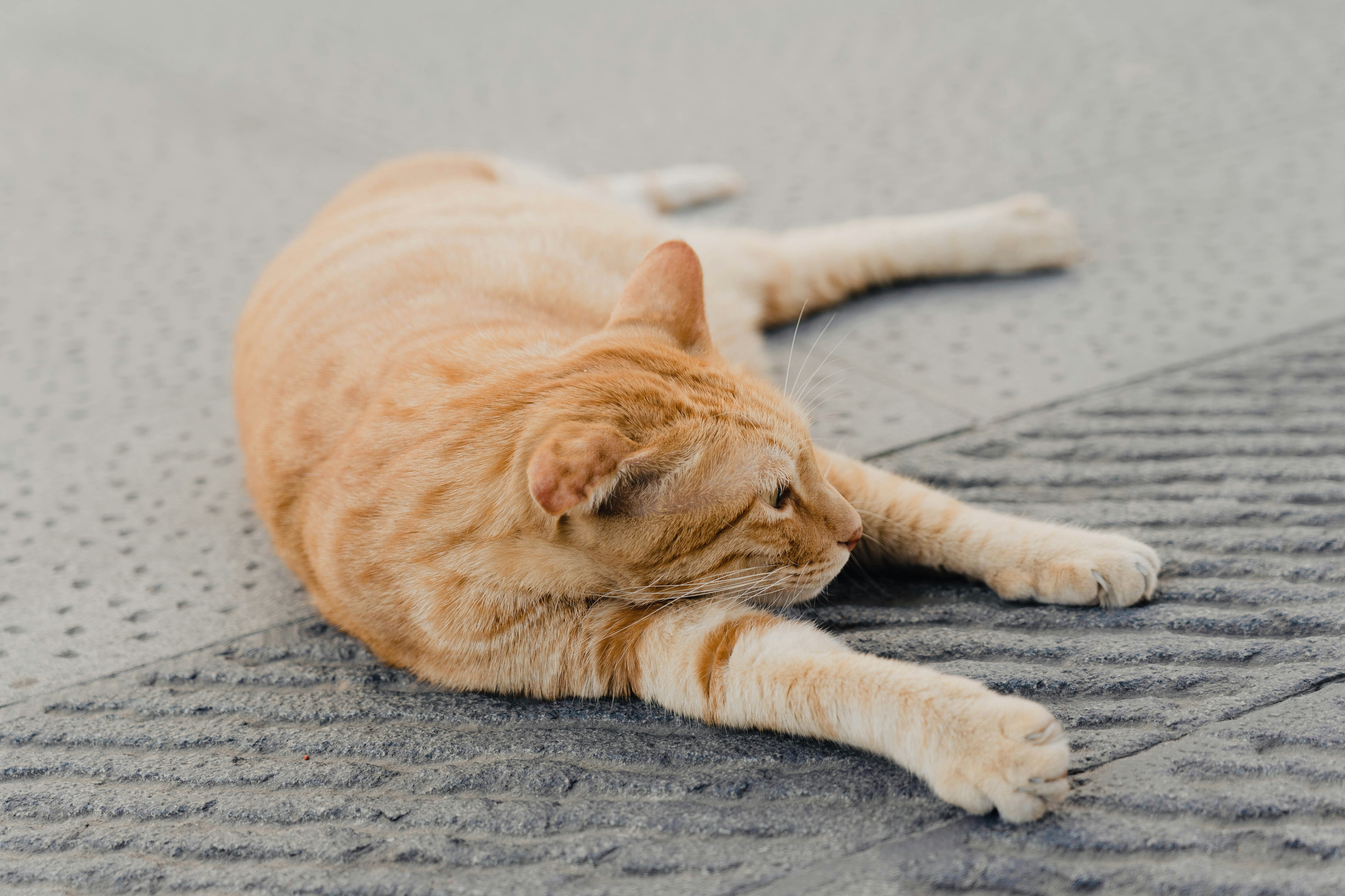 Scratching Posts For Cats In Various Textures And Styles